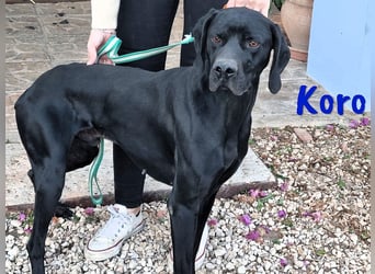 Koro 10/2020 (ESP Pflegestelle) - sportlicher, sehr hübscher Bracke (Jagdhund) Rüde!