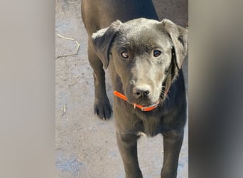 ❤️Labradormix Welpe Nero❤️