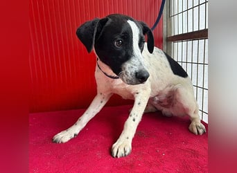 ❤️ zarte Hundeseele SAMMY - 8 Monate, 40cm/11kg - Mischling