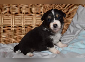 Traumhafte Mini Aussie Welpen, aus seriös. Zucht!