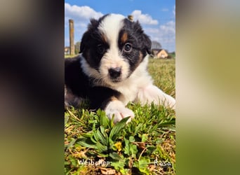 Australian Shepherd Welpen tricolor – Abgabe ab dem 28.05.2025