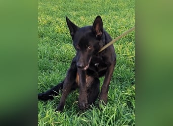 Himerra - schlau und lernwillig