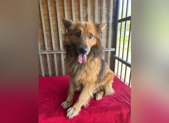 Alfi, Schäferhund-Mix, Rüde, geb. 03.08.2023, 46 cm, 14 kg