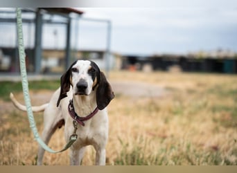 Mila - sanftes Jagdhundherz sucht sportliches Zuhause