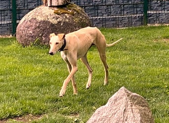 sanfter Galgo-Rüde Pantu (Tierschutz)