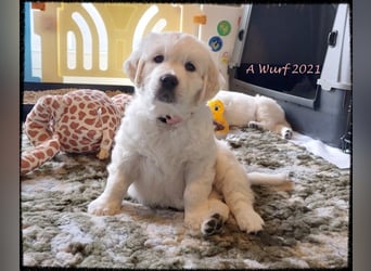 Wir erwarten im Dezember reinrassige Golden Retriever Welpen, die im Februar 25 abgabebereit sind