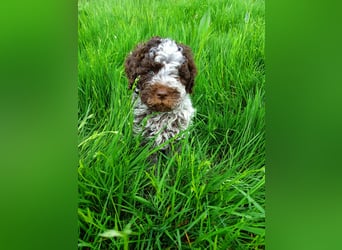 Welpen Lagotto Romagnolo
