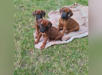 Süße Rhodesian Ridgeback Welpen