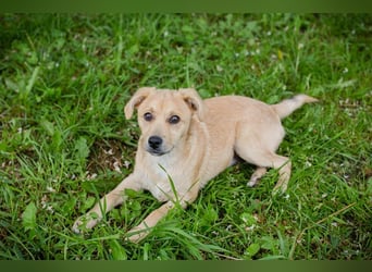 Welpe LINUS - der kleine Racker sucht ein liebevolles Für-Immer Zuhause