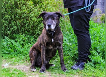 Nero, Mix Schäferhund / Castro Laboreiro, lieb und sozial