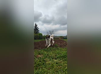 Polly - faszinierender Hund mit vielen Facetten