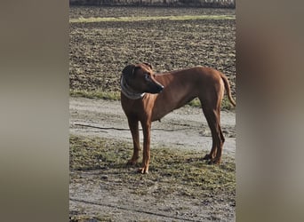 Rodesian Ridgeback Welpen im Kennel "Free Spirit"
