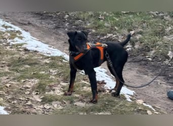 Holly: sucht DRINGEND ihre Endstelle zum Ankommen in 74906 Bad Rappenau