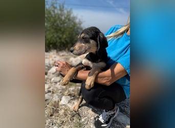 Franzl möchte euer Familienhund werden