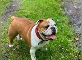 Englische Bulldoggenwelpen verfügbar in der Hauszucht "Von Teodor" FCI!