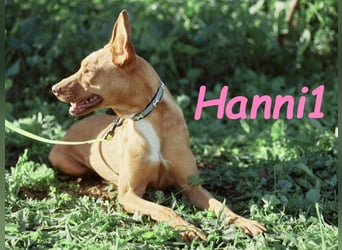 Hanni1 10/2021 (ESP) - anhängliche und gesellige Podenco-Mix Hündin, ein fröhlicher Sonnenschein!