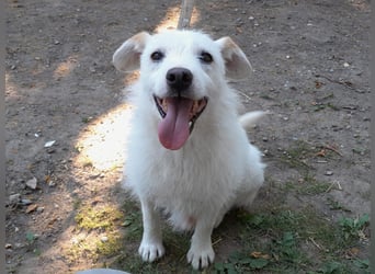 BENNY sucht ein Zuhause