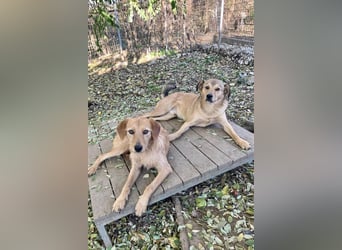 Kuckuck, wer schenkt Traumhund OLIVER ein liebevolles Zuhause?