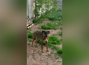 Buddy❤️ - sanfter Kerl mit dem großen Herz sucht seine Menschen
