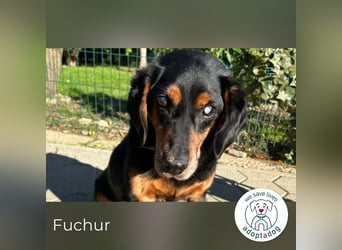 Fuchur: Will endlich sein Glück finden