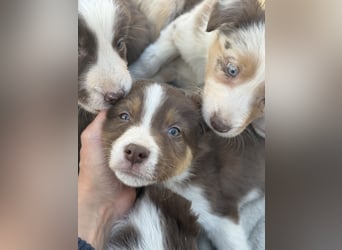 Wunderschöne Border-Collie Welpen (Merle+Braun) ABGABEBEREIT