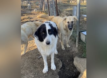 Arlo, geb. ca. 02/2023, lebt in GRIECHENLAND, im städt. Tierheim Serres