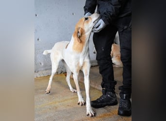 Molletta - Junghündin sucht Anschluss mit Streicheleinheiten