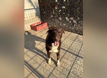 Fröhlicher Dobby sucht Familie