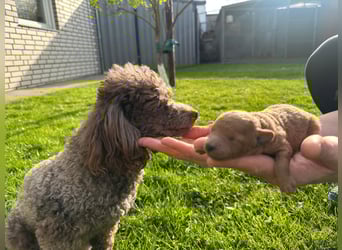 Welpen Pudel , Toypudel , Minipudel