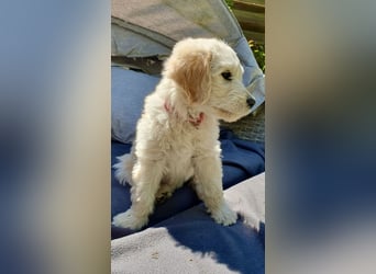 Goldendoodle - Welpen [Double-Doodle]
