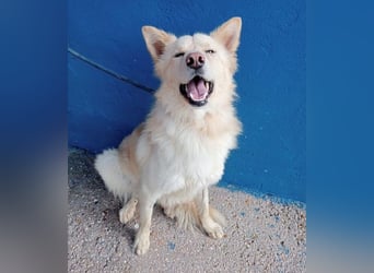 Dolar, Border-Collie typischer Jungspund aus der Tötung