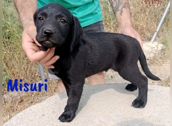 Misuri geb. 03/2025 (ESP) - verschmuster Labrador-Mix Welpe!