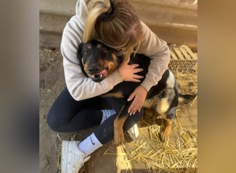 MIMI - traumhafte Schäferhund-Mix-Hündin