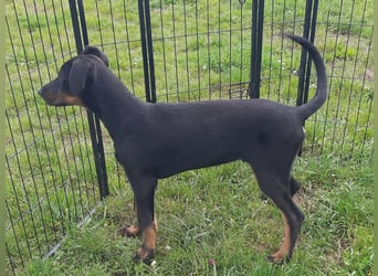 Dobermann Welpen mit Ahnentafel u. Bringservice
