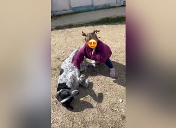 Wicca, eine katzenfreundliche Jagdhündin