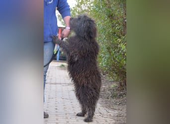 Kalena - freundliche, aufgeschlossene, verschmuste junge Hündin