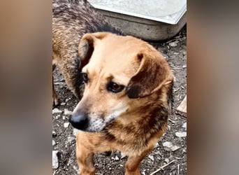 Peaches sucht ihre Familie