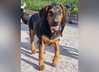 Levi ❤️ Bracke-Mix, verspielt+ aufgeschlossen