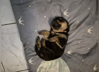 Rottweiler Schäferhund Mischling