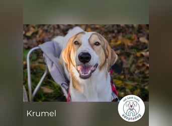 Krumel – Die gute Seele mit Kampfgeist