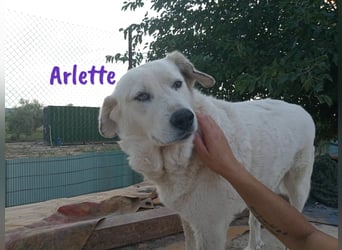 Arlette 09/2020 (ESP) - ruhige, noble und sanfte Herdenschutz-Mix Hündin!