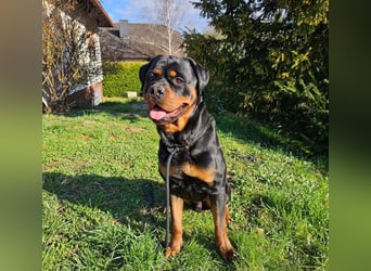Rottirüde (20 Monate) sucht neues Zuhause