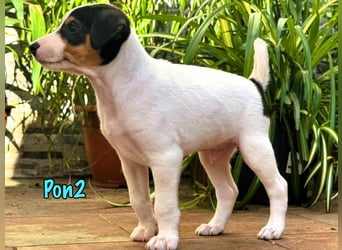 Pon2 02/2025 (ESP) - menschenbezogener, süßer Podenco-Bodeguero Mix Welpe!