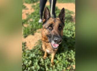 Bentley (Spanien) - sanfter Rüde sucht seine Menschen