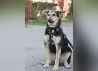 Schäferhund Mix Meggi