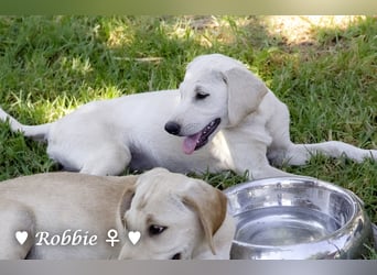 Roberta und Robbie, f.,  suchen eine Familie