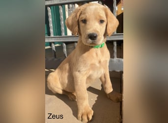 Labradoodle F1 apricot