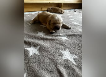 Golden Retriever Welpen mit Ahnentafel