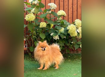 Mogyoro SR- kleiner Pomeranian mit großem Nachholbedarf sucht geduldige Menschen