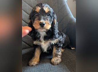 Cockapoo Welpen